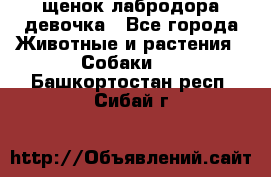 щенок лабродора девочка - Все города Животные и растения » Собаки   . Башкортостан респ.,Сибай г.